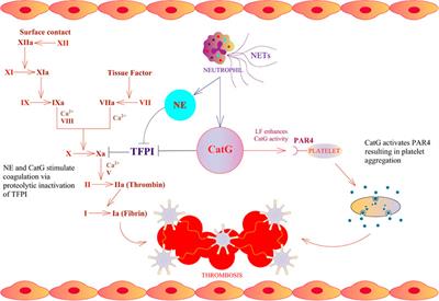 Hindrance of the Proteolytic Activity of Neutrophil-Derived Serine Proteases by Serine Protease Inhibitors as a Management of Cardiovascular Diseases and Chronic Inflammation